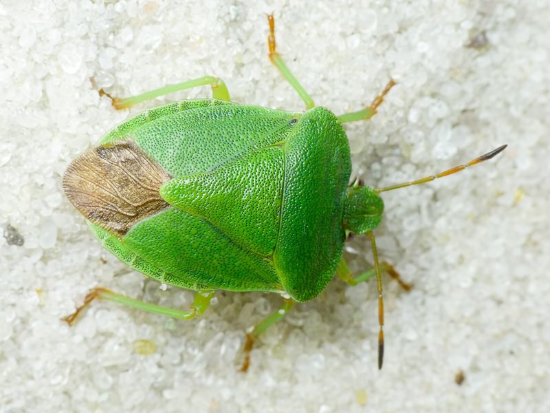 Palomena viridissima (Poda, 1761)